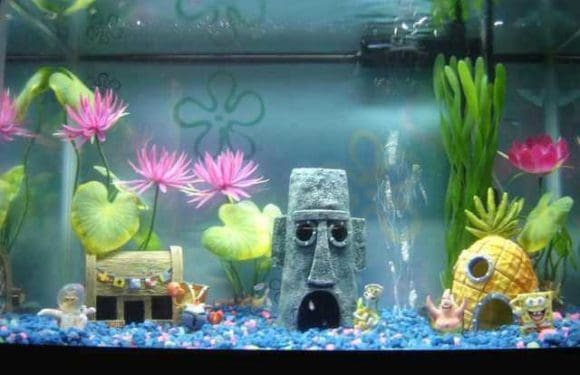 Fish Tank Set Up – The Easy Way