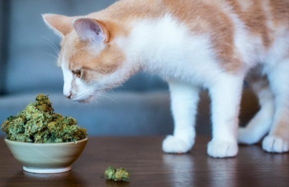 The benefits of Herbs